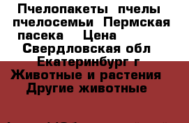 Пчелопакеты, пчелы, пчелосемьи (Пермская пасека) › Цена ­ 5 000 - Свердловская обл., Екатеринбург г. Животные и растения » Другие животные   